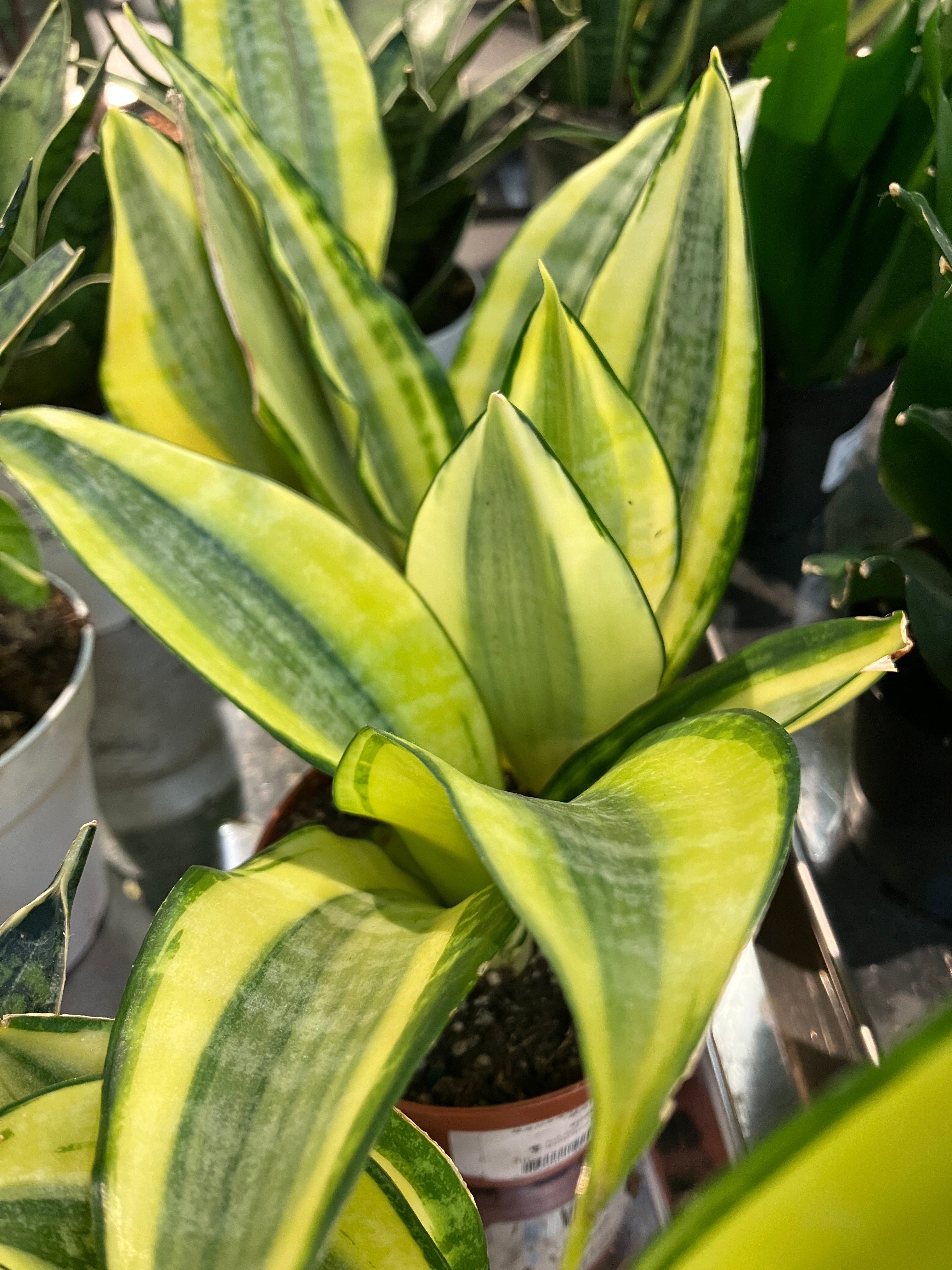 sansevieria gold dust Sansevieria trifasciata "Gold Dust" – Verdant Yakima