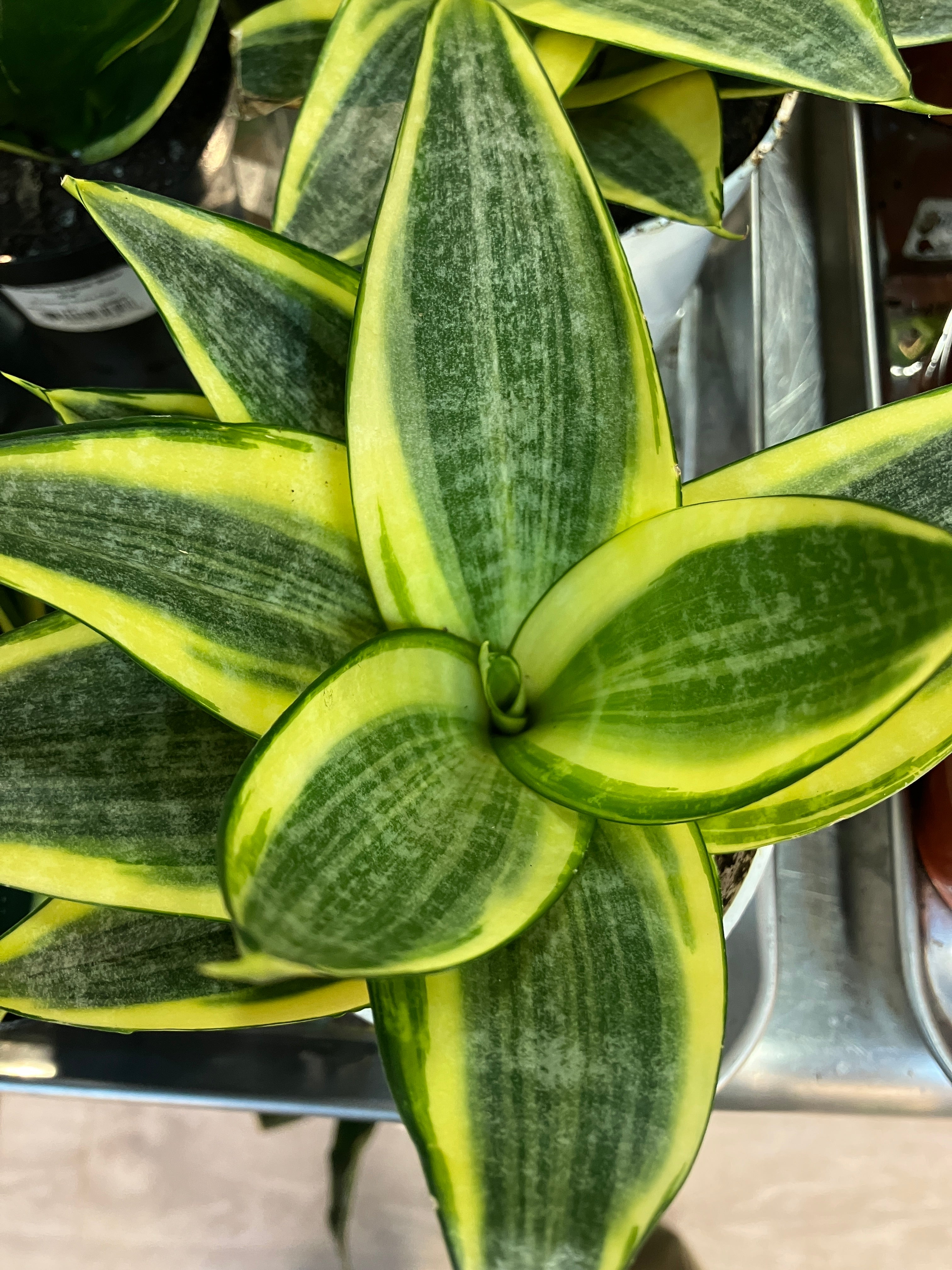 Sansevieria hahnii 'Gold Star' – Verdant Yakima