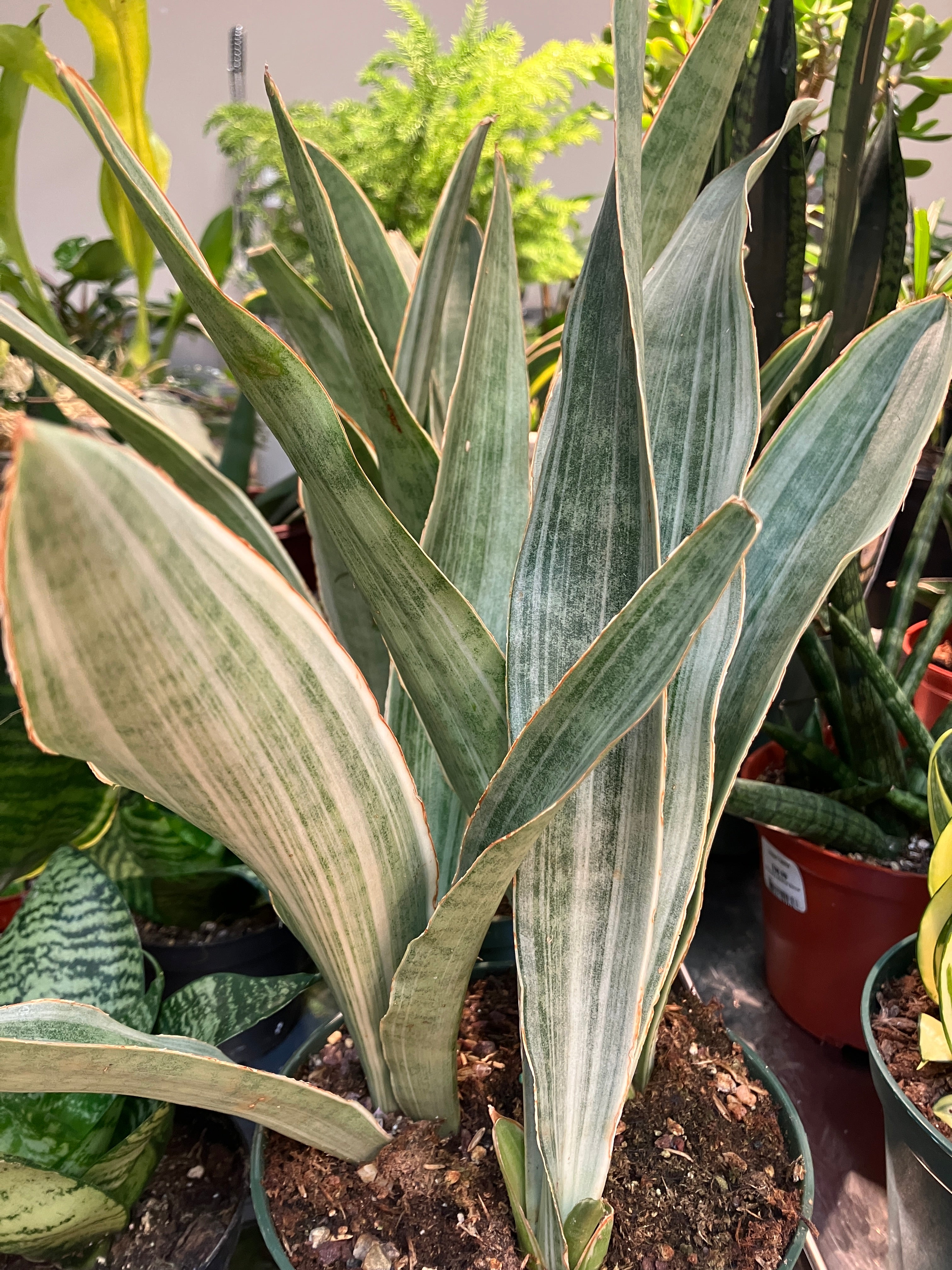 サンスベリア Sansevieria Rosy jan Sansevieria 'Sayuri' – Verdant Yakima