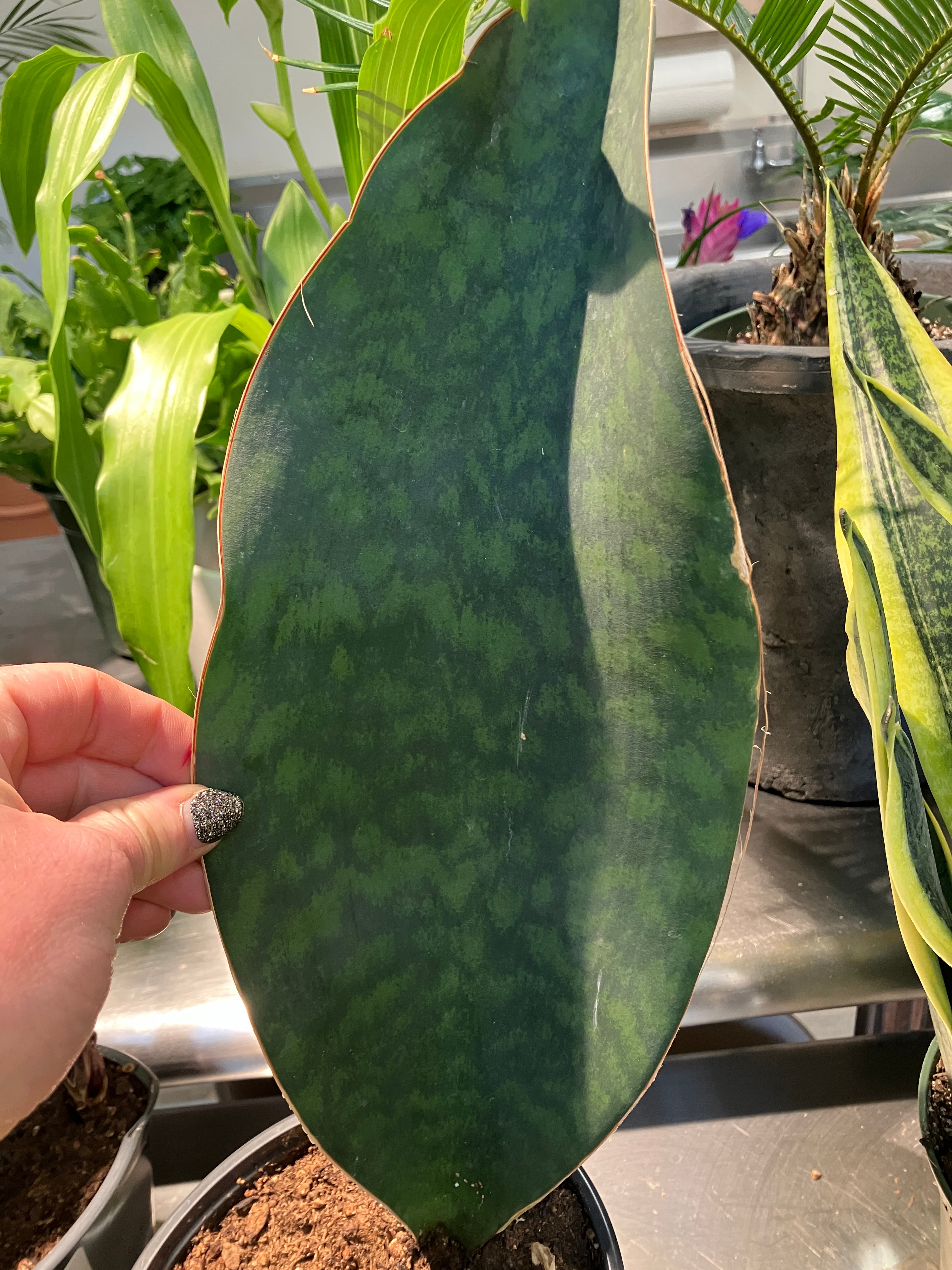 Sansevieria masoniana (Whale Fin) – Verdant Yakima