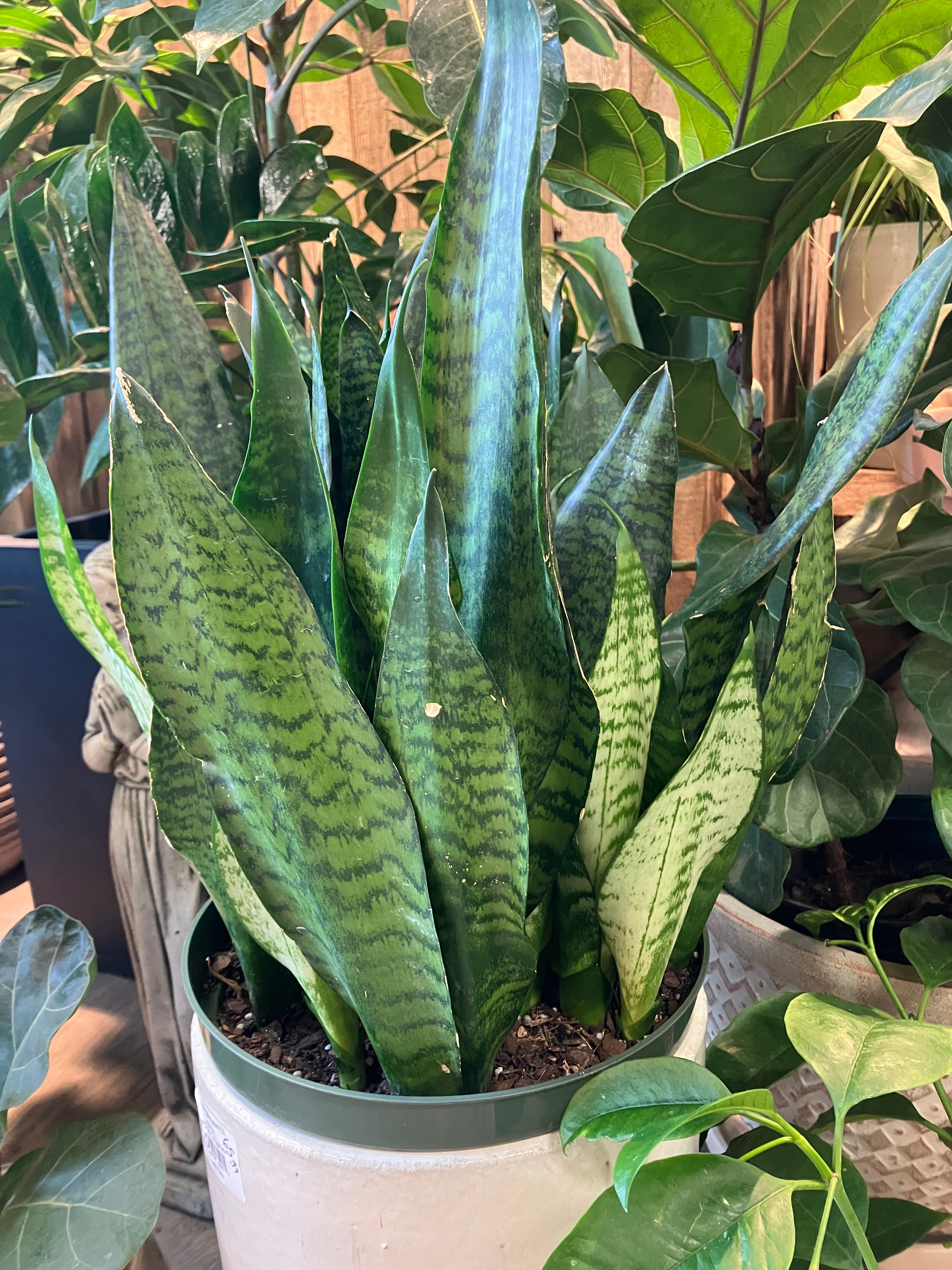 Sansevieria robusta – Verdant Yakima