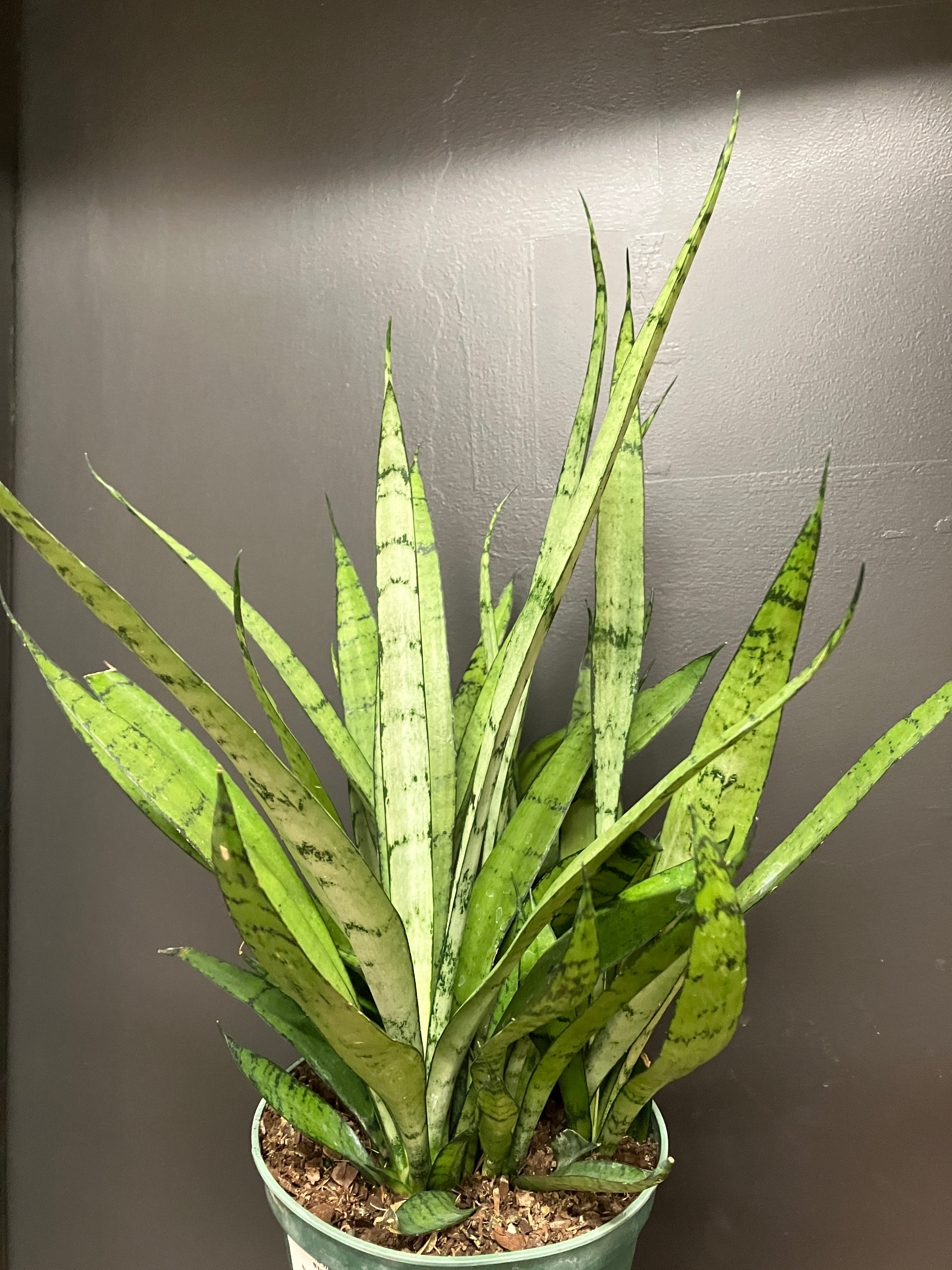 Sansevieria hahnii 'Silver Streak' – Verdant Yakima