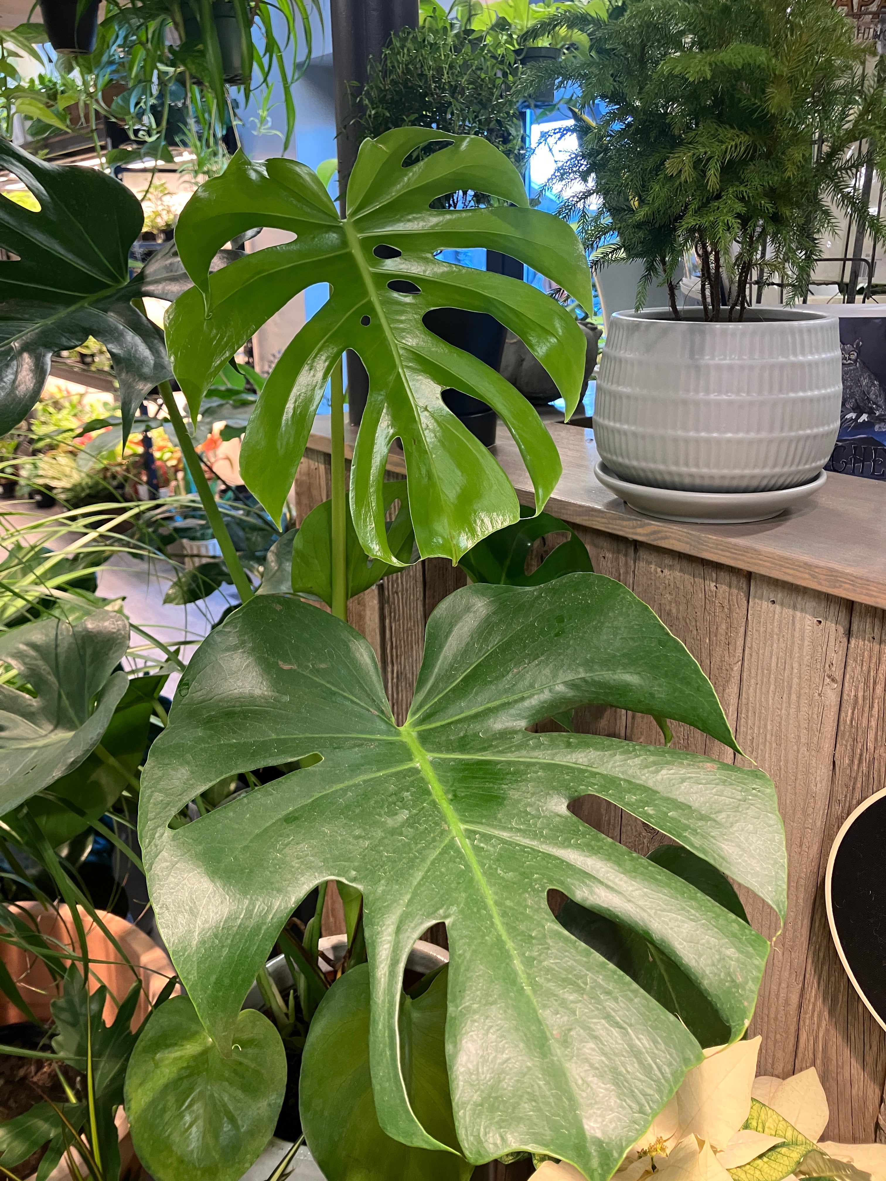 swiss cheese monstera deliciosa Monstera deliciosa (Swiss Cheese Plant) – Verdant Yakima