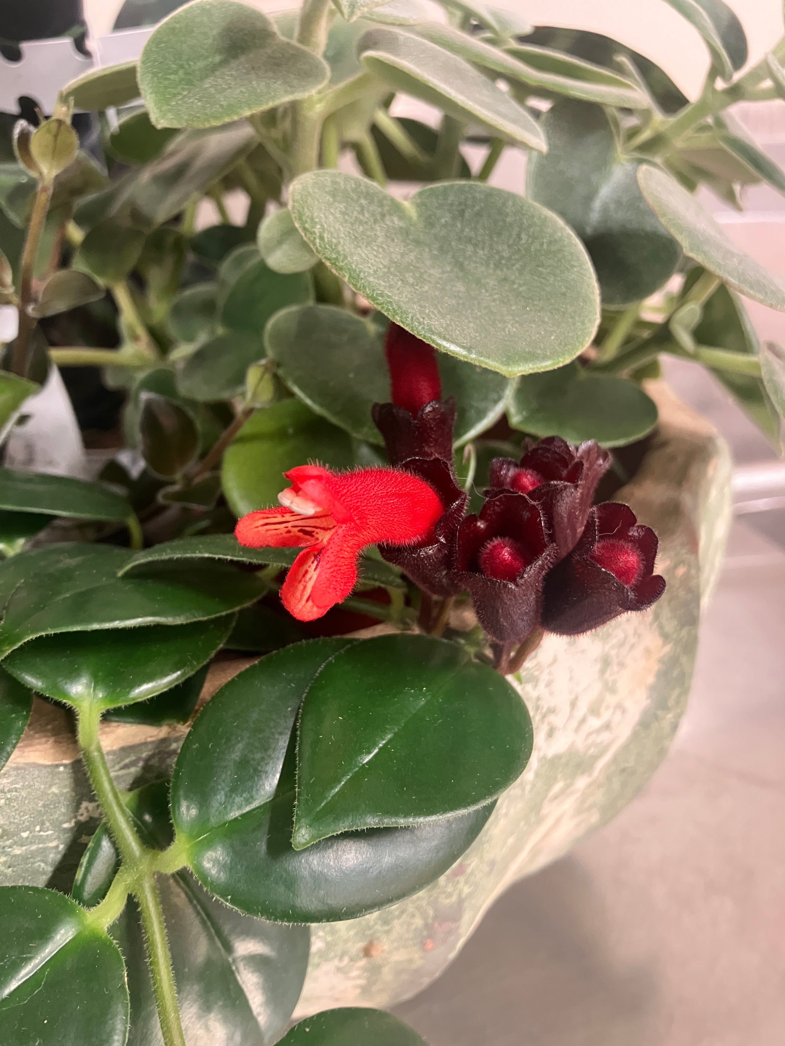 Aeschynanthus 'Mona Lisa' – Verdant Yakima
