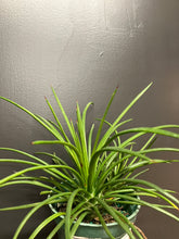 Load image into Gallery viewer, Agave geminiflora