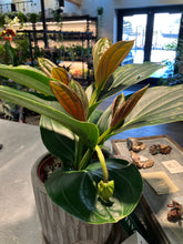 Load image into Gallery viewer, Medinilla magnifica (Philippine Orchid)