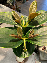Load image into Gallery viewer, Medinilla magnifica (Philippine Orchid)
