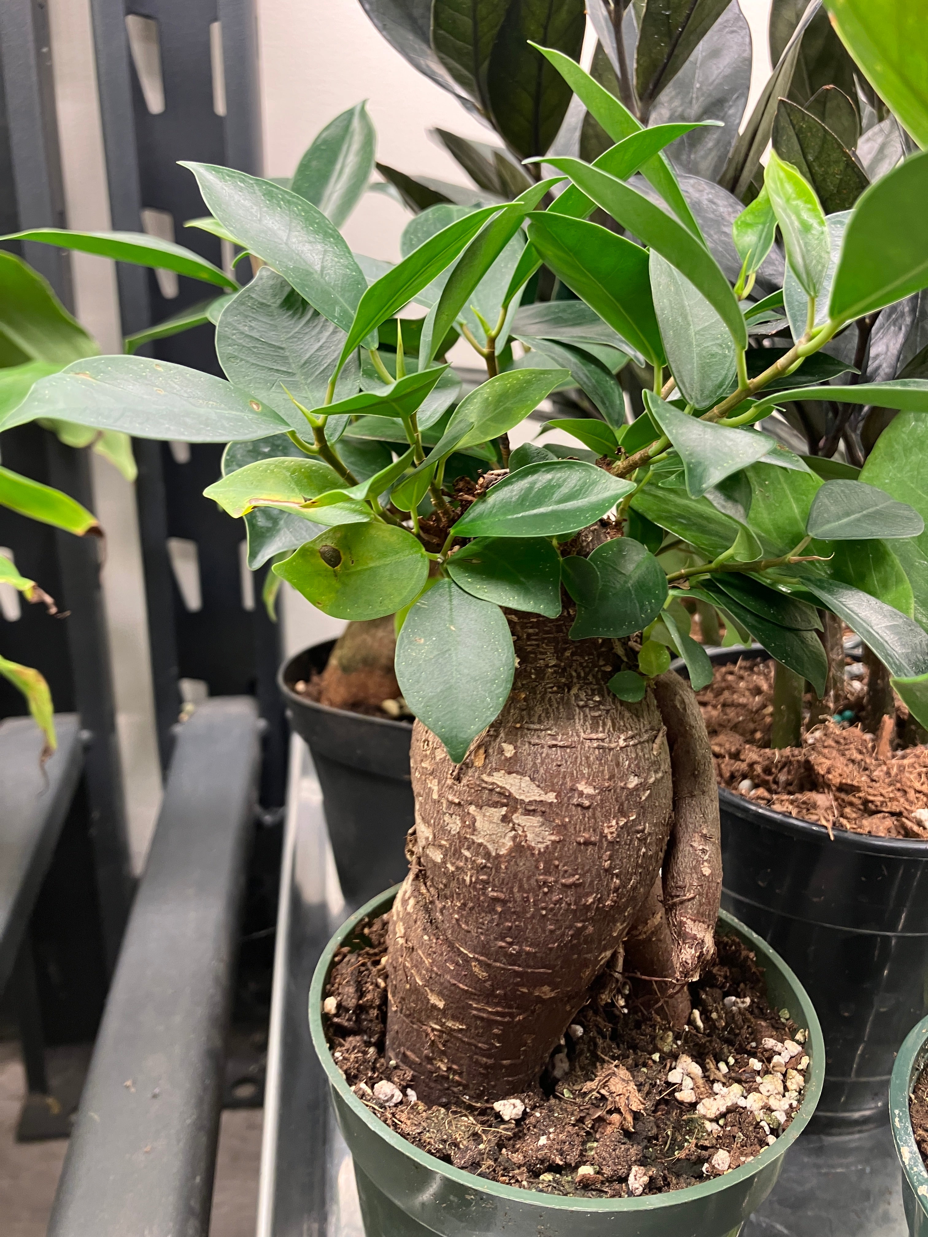 Ficus retusa – Verdant Yakima