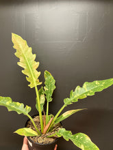 Load image into Gallery viewer, Philodendron 'Ring of Fire'