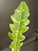 Load image into Gallery viewer, Philodendron 'Ring of Fire'