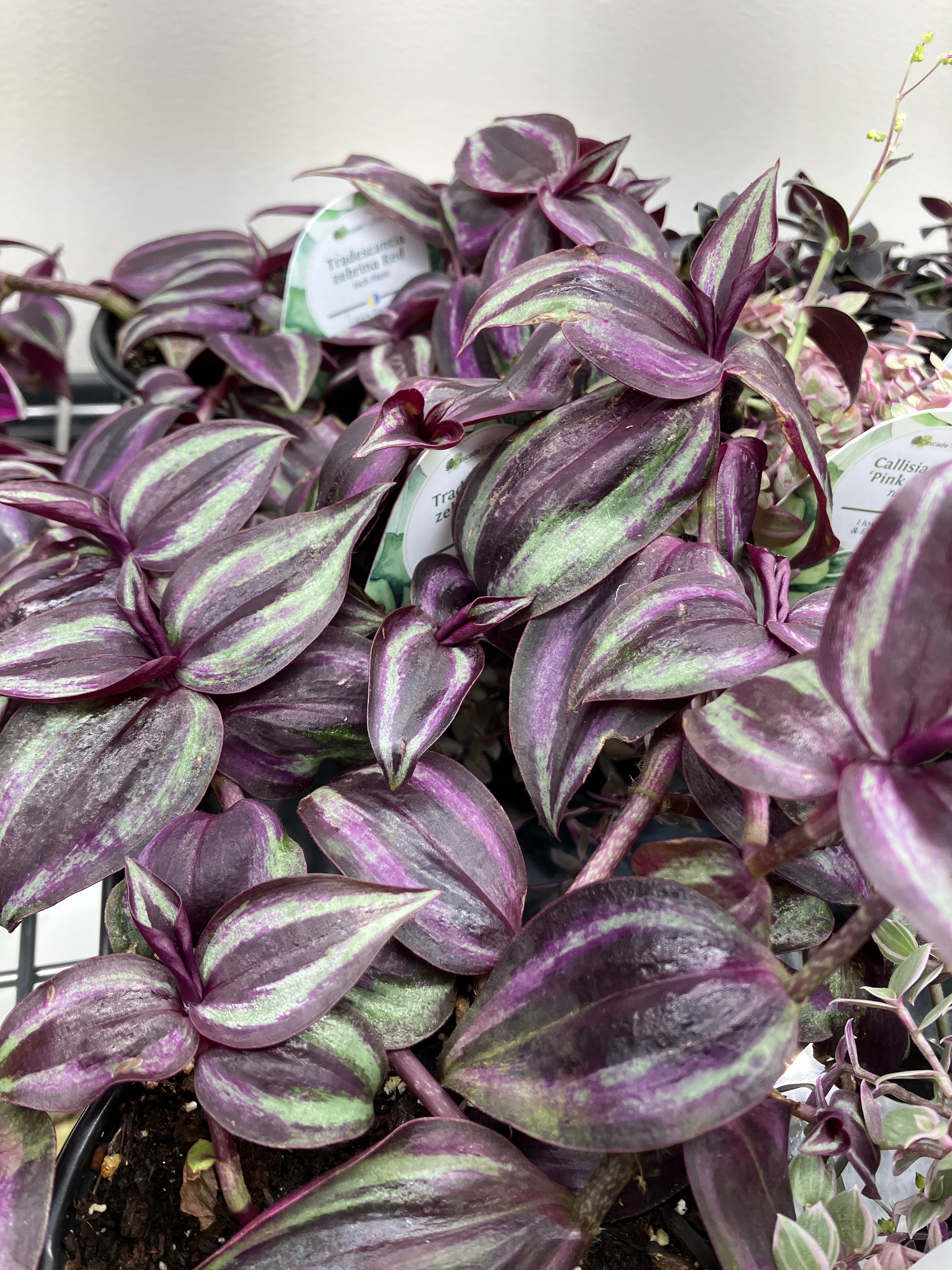 【conomi】ヴィラロドラ 9gb 6本　11gb 4本 Tradescantia zebrina red – Verdant Yakima