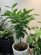 Load image into Gallery viewer, Cinnamomum verum, True Cinnamon Tree