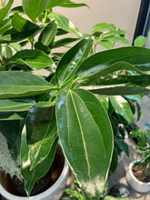 Load image into Gallery viewer, Cinnamomum verum, True Cinnamon Tree