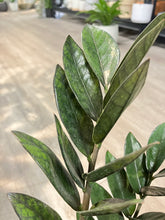 Load image into Gallery viewer, Zamioculcas zamiifolia 'Oscura'