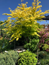 Load image into Gallery viewer, Acer shirasawanum ‘Jordan’ (Full Moon Maple)