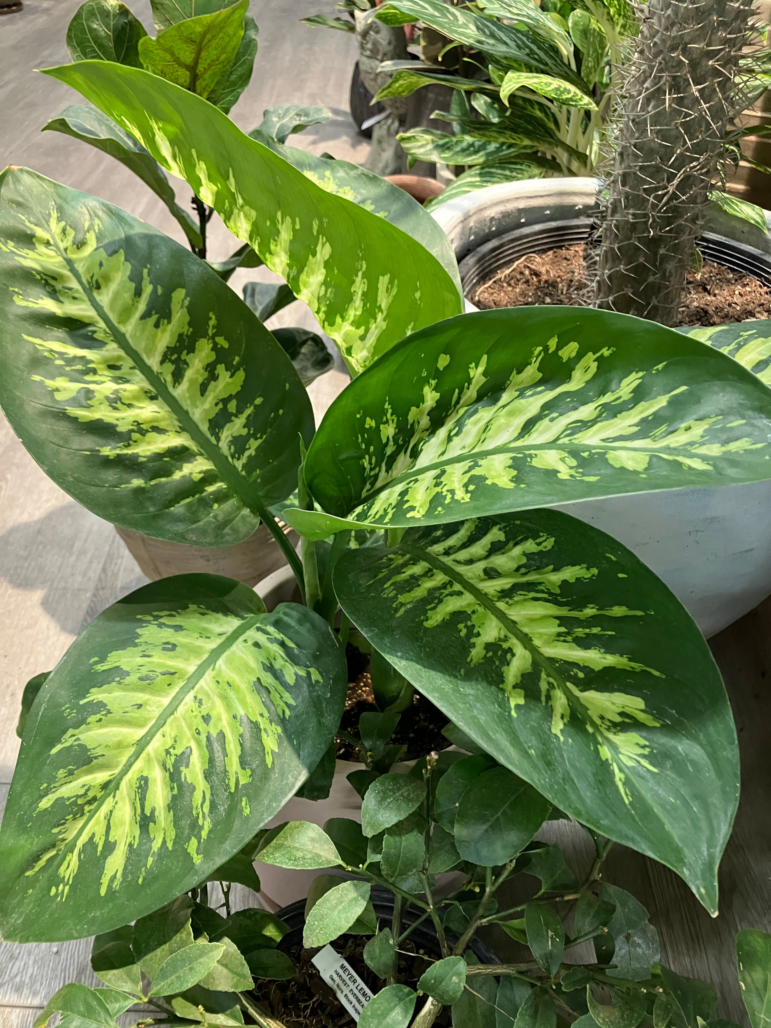 Diffenbachia 'Tropic Snow' – Verdant Yakima