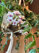 Load image into Gallery viewer, Hoya lanceolata 'Bella'