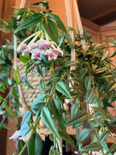 Load image into Gallery viewer, Hoya lanceolata 'Bella'