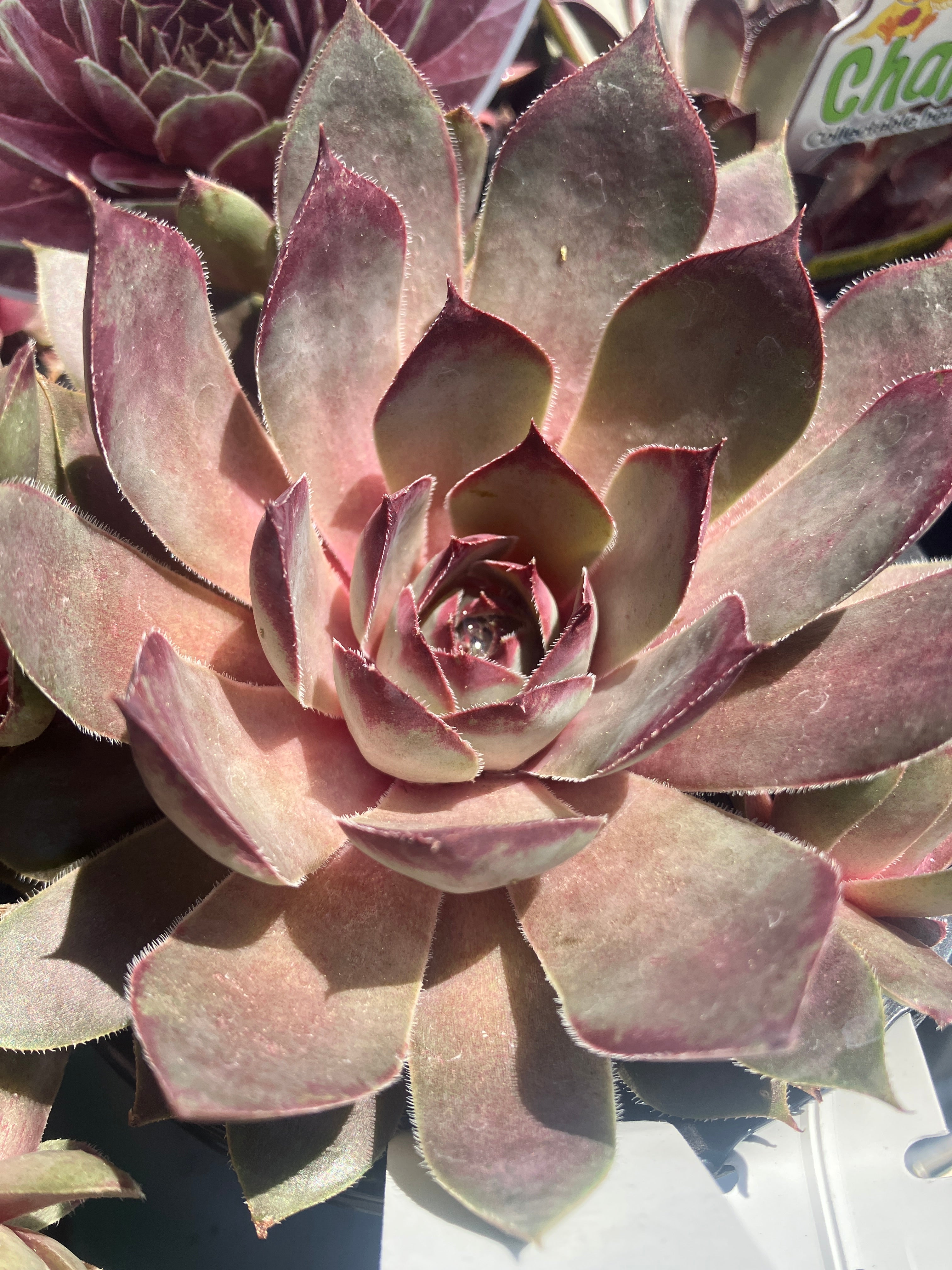 Sempervivum 'Chick Charms Giant Pink Sapphire' – Verdant Yakima