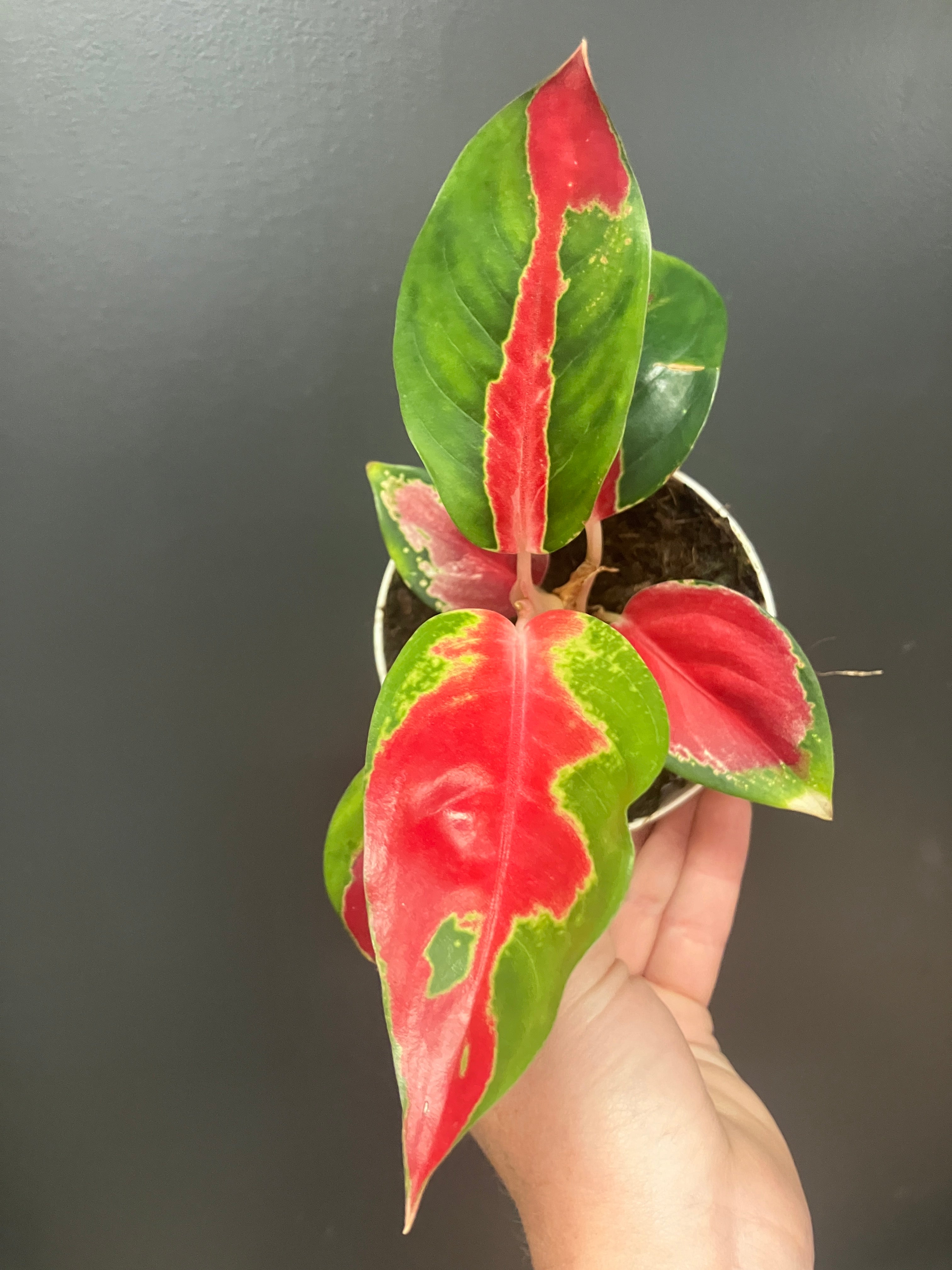 aglaonema eastern red Aglaonema 'Eastern Red'