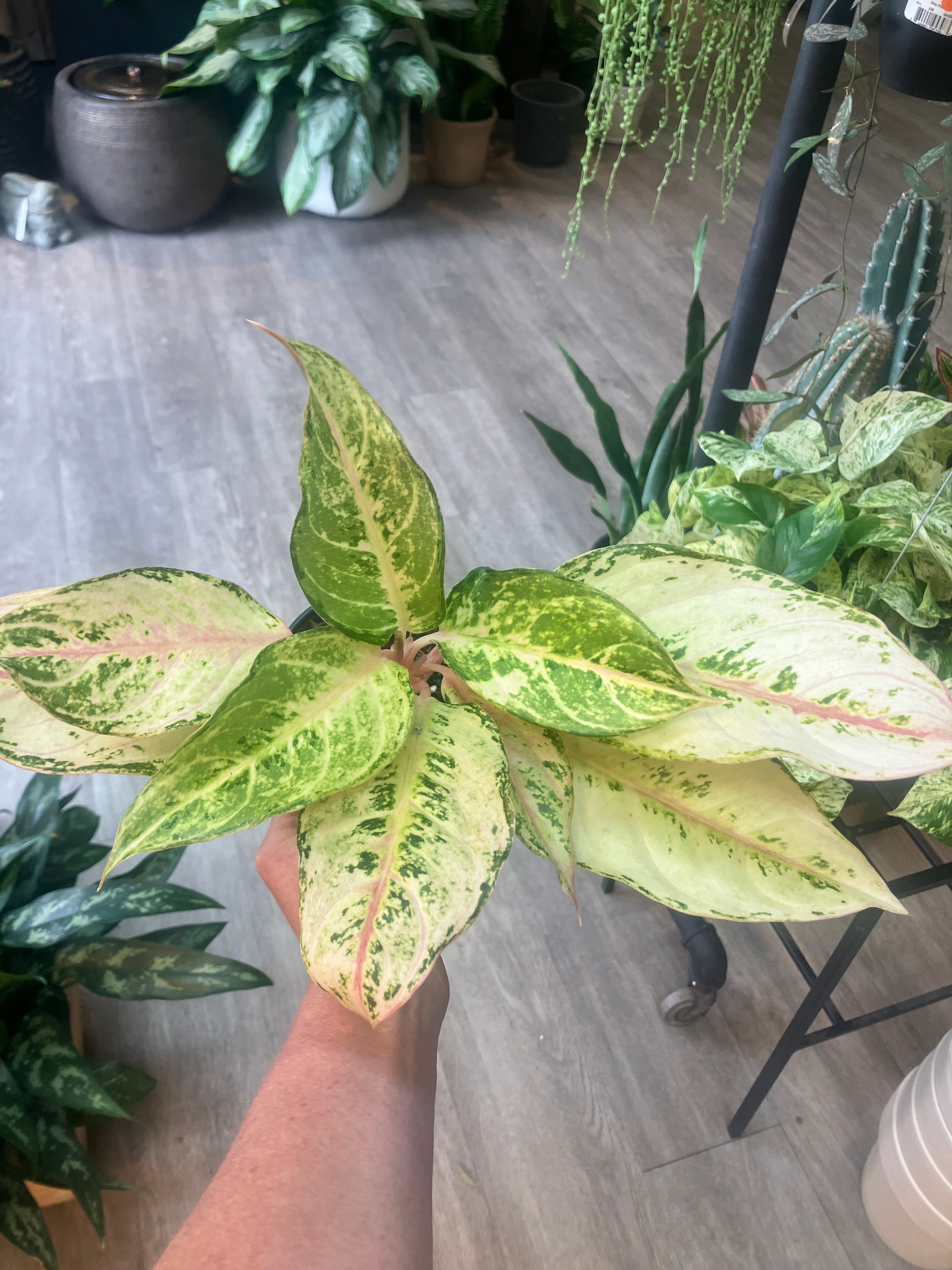 aglaonema chinese lucky plant Aglaonema 'Lucky' (Chinese Evergreen) – Verdant Yakima