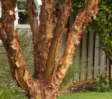 Load image into Gallery viewer, Acer griseum