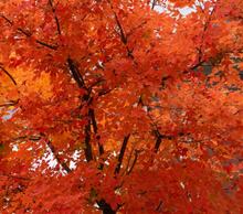 Load image into Gallery viewer, Acer griseum