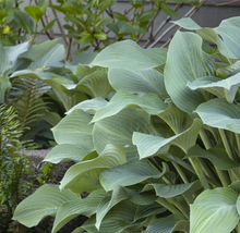Load image into Gallery viewer, Hosta 'Krossa Regal'(Blue-green)