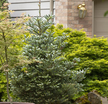 Load image into Gallery viewer, Abies koreana 'Horstmann Silberlocke' (Korean Fir)