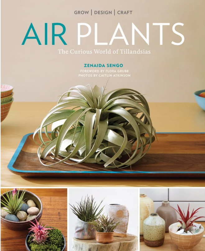 zen air plants Air Plants