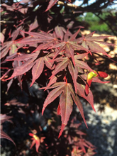 Load image into Gallery viewer, Acer palmatum 'Dragon tears'