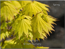 Load image into Gallery viewer, Acer shirasawanum ‘Jordan’ (Full Moon Maple)