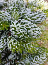 Load image into Gallery viewer, Abies koreana 'Kohouts Icebreaker'