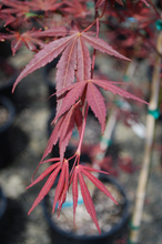 Load image into Gallery viewer, Acer palmatum 'Dragon tears'