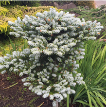 Load image into Gallery viewer, Abies koreana 'Kohouts Icebreaker'