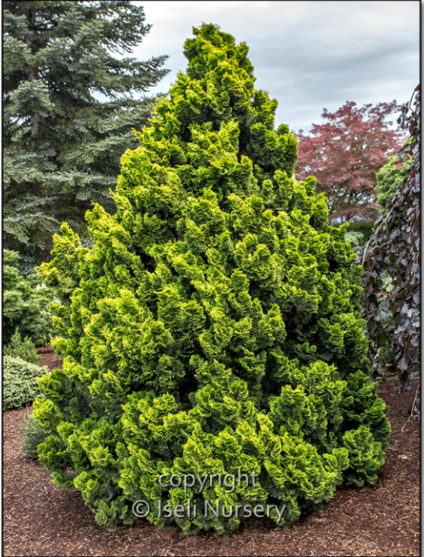 Chamaecyparis obtusa 'Nana Lutea' – Verdant Yakima
