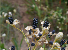Load image into Gallery viewer, Belamcanda chinensis (Leopard Flower)