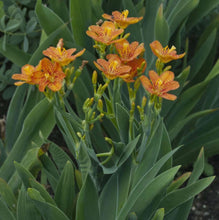 Load image into Gallery viewer, Belamcanda chinensis (Leopard Flower)