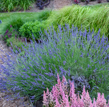 Load image into Gallery viewer, Lavandula x intermedia PHENOMENAL