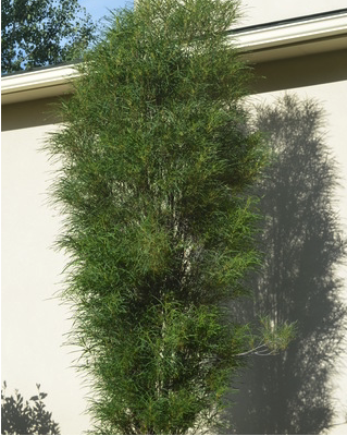 Rhamnus frangula 'Ron Williams' FINE LINE® – Verdant Yakima