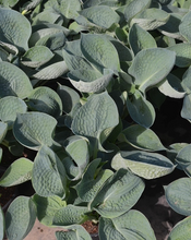 Load image into Gallery viewer, Hosta 'Abiqua Drinking Gourd'
