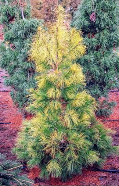 Pinus Strobus 