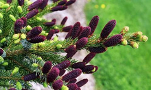 Load image into Gallery viewer, Picea Bicolor "Howell's Dwarf Tigertail"