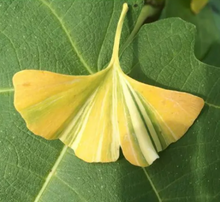 Load image into Gallery viewer, Ginkgo biloba 'Sunstream'