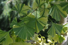 Load image into Gallery viewer, Ginkgo biloba 'Sunstream'