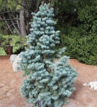 Load image into Gallery viewer, Abies concolor 'Glauca Compacta'