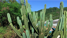 Load image into Gallery viewer, Cereus peruvianus - single