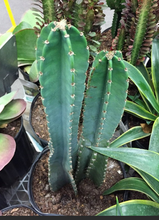 Load image into Gallery viewer, Cereus peruvianus - single