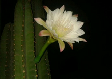 Load image into Gallery viewer, Cereus peruvianus - single