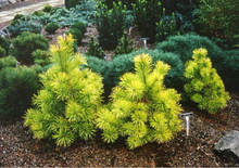 Load image into Gallery viewer, Pinus contorta 'Chief Joseph'